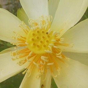 Meet your Posher, Wheeler family.